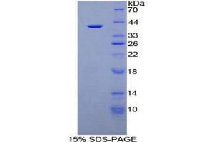 SDS-PAGE analysis of Human Apolipoprotein A2 Protein. (APOA2 蛋白)