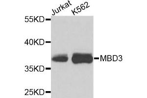 Western blot analysis of extracts of various cell lines, using MBD3 antibody (ABIN5971257) at 1/1000 dilution. (MBD3 抗体)