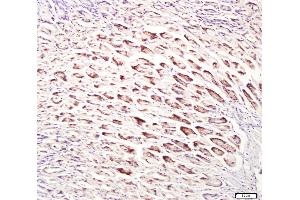 Paraformaldehyde-fixed, paraffin embedded mouse stomach, Antigen retrieval by boiling in sodium citrate buffer (pH6. (UNC5B 抗体  (AA 188-260))