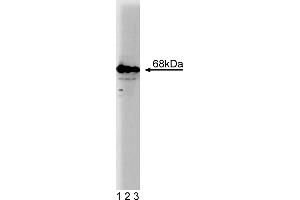 Western Blotting (WB) image for anti-GTPase Activating Protein (SH3 Domain) Binding Protein 1 (G3BP1) (AA 210-323) antibody (ABIN968381) (G3BP1 抗体  (AA 210-323))