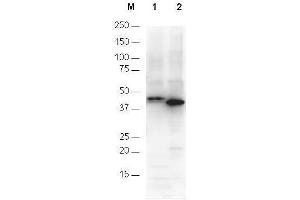 Anti-6X His epitope tag polyclonal antibody detects His-tagged recombinant proteins by western blot. (His Tag 抗体)