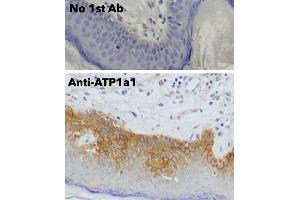 Immunohistochemistry (IHC) image for anti-Sodium Potassium ATPase, alpha1 (ATP1A1) (N-Term) antibody (ABIN7272975) (ATP1A1 抗体  (N-Term))
