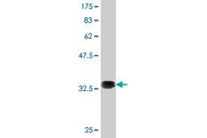 Western Blot detection against Immunogen (36. (AMPD2 抗体  (AA 86-185))
