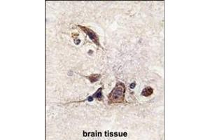 Formalin-fixed and paraffin-embedded human brain tissue reacted with JUN Antibody  g , which was peroxidase-conjugated to the secondary antibody, followed by DAB staining. (C-JUN 抗体  (AA 221-250))