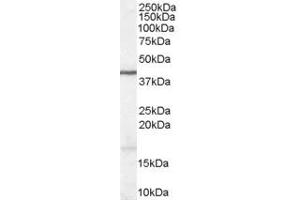 ABIN185634 (1 ug/ml) staining of Human Brain lysate (35 ug protein in RIPA buffer).