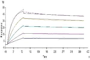 Human CDCP1, His Tag captured on CM5 Chip via anti-His antibody can bind Anti-CDCP1 Antibody, hFc Tag with an affinity constant of 0. (CDCP1 Protein (AA 30-666) (His tag))