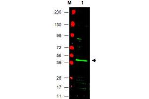 Western blot using PPARG polyclonal antibody  shows detection of PPARG protein in a mouse NIH/3T3 whole cell lysate (Lane 1 arrowhead). (PPARG 抗体  (N-Term))