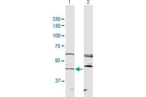 Western Blot analysis of RRS1 expression in transfected 293T cell line by RRS1 MaxPab polyclonal antibody. (RRS1 抗体  (AA 1-365))