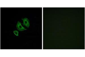 Immunofluorescence analysis of A549 cells, using OR10J6 Antibody. (OR10J6P 抗体  (AA 227-276))