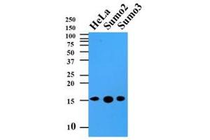 Western Blotting (WB) image for anti-Small Ubiquitin Related Modifier 2 (SUMO2) (AA 1-93), (N-Term) antibody (ABIN492387) (SUMO2 抗体  (N-Term))