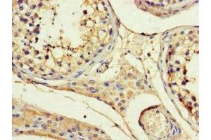 Immunohistochemistry of paraffin-embedded human testis tissue using ABIN7144100 at dilution of 1:100 (ANGPTL1 抗体  (AA 24-289))