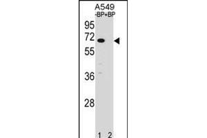 Western blot analysis of ASB3 Antibody (N-term) Pab (ABIN1539061 and ABIN2848449) pre-incubated without(lane 1) and with(lane 2) blocking peptide in A549 cell line lysate.
