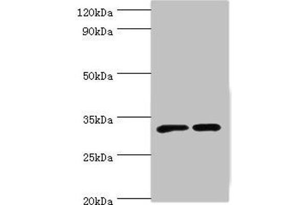 SLC25A15 抗体  (AA 1-301)