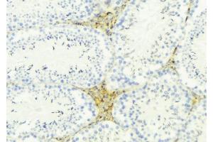 ABIN6274858 at 1/100 staining Mouse testis tissue by IHC-P. (Apolipoprotein L 4 抗体)