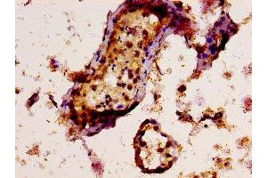 IHC image of ABIN7171577 diluted at 1:300 and staining in paraffin-embedded human testis tissue performed on a Leica BondTM system. (TAF15 抗体  (AA 93-206))