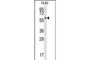 Western blot analysis of anti-SRMS Antibody in HL60 cell line lysates (35ug/lane) (SRMS 抗体  (N-Term))
