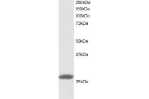 Western Blotting (WB) image for anti-Tumor Necrosis Factor (Ligand) Superfamily, Member 13 (TNFSF13) (C-Term) antibody (ABIN2465418) (TNFSF13 抗体  (C-Term))