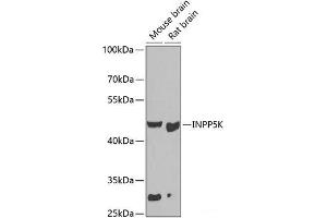 Western blot analysis of extracts of various cell lines using INPP5K Polyclonal Antibody at dilution of 1:1000. (INPP5K 抗体)