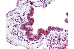 Anti-MICU1 / CBARA1 antibody IHC staining of human lung, respiratory epithelium. (MICU1 抗体  (AA 113-126))