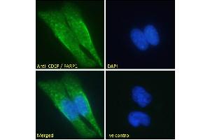 Immunofluorescence (IF) image for anti-FERM, RhoGEF (ARHGEF) and Pleckstrin Domain Protein 1 (Chondrocyte-Derived) (FARP1) (N-Term) antibody (ABIN185104)