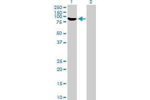 Western Blot analysis of RBM5 expression in transfected 293T cell line by RBM5 MaxPab polyclonal antibody.
