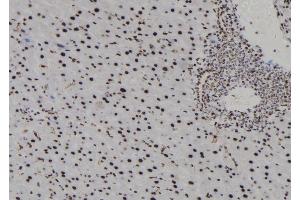 ABIN6278020 at 1/100 staining Mouse liver tissue by IHC-P. (H3F3B 抗体  (N-Term))