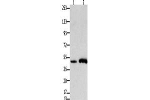Western Blotting (WB) image for anti-Forkhead Box L2 (FOXL2) antibody (ABIN2431359) (FOXL2 抗体)