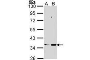 Image no. 2 for anti-Prostaglandin E Synthase 2 (PTGES2) (AA 106-313) antibody (ABIN467562) (PTGES2 抗体  (AA 106-313))
