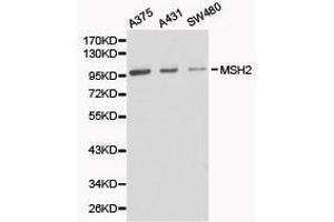 Western Blotting (WB) image for anti-Mismatch Repair Protein 2 (MSH2) antibody (ABIN1873751) (MSH2 抗体)