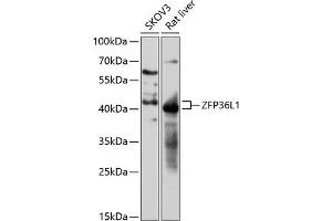 Western blot analysis of extracts of various cell lines, using ZFP36L1 antibody (ABIN7271431) at 1:3000 dilution. (ZFP36L1 抗体  (AA 1-338))