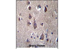 PCDHB12 Antibdy (C-term) (ABIN656265 and ABIN2845578) immunohistochemistry analysis in formalin fixed and paraffin embedded human brain tissue followed by peroxidase conjugation of the secondary antibody and DAB staining. (PCDHB12 抗体  (C-Term))