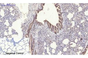 Immunohistochemical analysis of paraffin-embedded rat lung tissue.