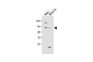 All lanes : Anti-SED Antibody (N-term) at 1:1000 dilution Lane 1: Hela whole cell lysate Lane 2: MOLT-4 whole cell lysate Lysates/proteins at 20 μg per lane. (SEMA6D 抗体  (N-Term))