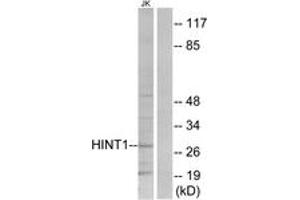 Western Blotting (WB) image for anti-Histidine Triad Nucleotide Binding Protein 1 (HINT1) (AA 71-120) antibody (ABIN2889495) (HINT1 抗体  (AA 71-120))