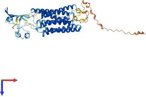 AlphaFold protein structure predicition of Human Recombinant TMEM145 Protein, UniprotID Q8NBT3 (TMEM145 Protein (AA 1-493) (His tag))