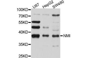 Western blot analysis of extract of various cells, using NMI antibody.