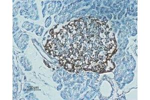 Expression of Glucagon-like peptide 1 receptor in rat pancreas - Immunohistochemical staining of rat pancreas paraffin embedded sections using Anti-GLP1R (extracellular) Antibody (ABIN7043219, ABIN7044406 and ABIN7044407), (1:100). (GLP1R 抗体  (Extracellular))