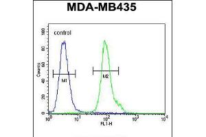 Flow cytometric analysis of MDA-MB435 cells (right histogram) compared to a negative control cell (left histogram). (NPM3 抗体  (N-Term))