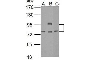 WB Image Sample (30 ug of whole cell lysate) A: Jurkat B: Raji C: NCI-H929 7. (BCL6 抗体  (Internal Region))