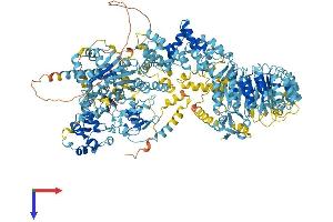 AlphaFold protein structure predicition of Mouse Recombinant Naip2 Protein, UniprotID Q9QUK4