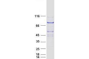 Western Blotting (WB) image for DDB1 and CUL4 Associated Factor 8 (DCAF8) protein (Myc-DYKDDDDK Tag) (ABIN2735514)