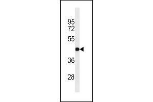 GJC2 Antibody (N-term) ABIN1538736 western blot analysis in A549 cell line lysates (35 μg/lane). (GJC2 抗体  (N-Term))