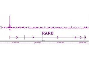 LXR-β pAb tested by ChIP-Chip. (NR1H2 抗体  (N-Term))