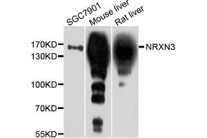 Western blot analysis of extracts of various cell lines, using NRXN3 antibody. (Neurexin 3 抗体)