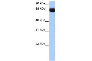 NSUN6 antibody used at 0. (NSUN6 抗体  (N-Term))