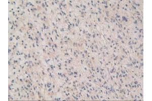 Figure. (MAPKAP Kinase 2 抗体  (AA 139-367))