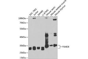 Western blot analysis of extracts of various cell lines, using PSMD8 antibody (ABIN6129443, ABIN6146347, ABIN6146348 and ABIN6222706) at 1:1000 dilution. (PSMD8 抗体  (AA 101-350))