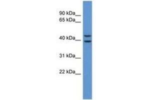 Image no. 1 for anti-Adenosine A3 Receptor (ADORA3) (AA 247-296) antibody (ABIN6746724)