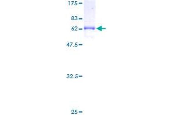 BUB3 Protein (AA 1-328) (GST tag)