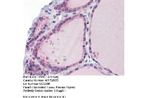 Immunohistochemistry with Human Thyroid lysate tissue at an antibody concentration of 5. (LDOC1 抗体  (N-Term))